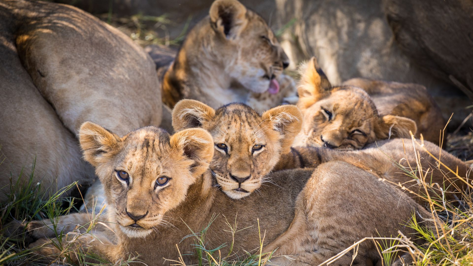 Camp Seringet Mara et camp des explorateurs de l'Okavango