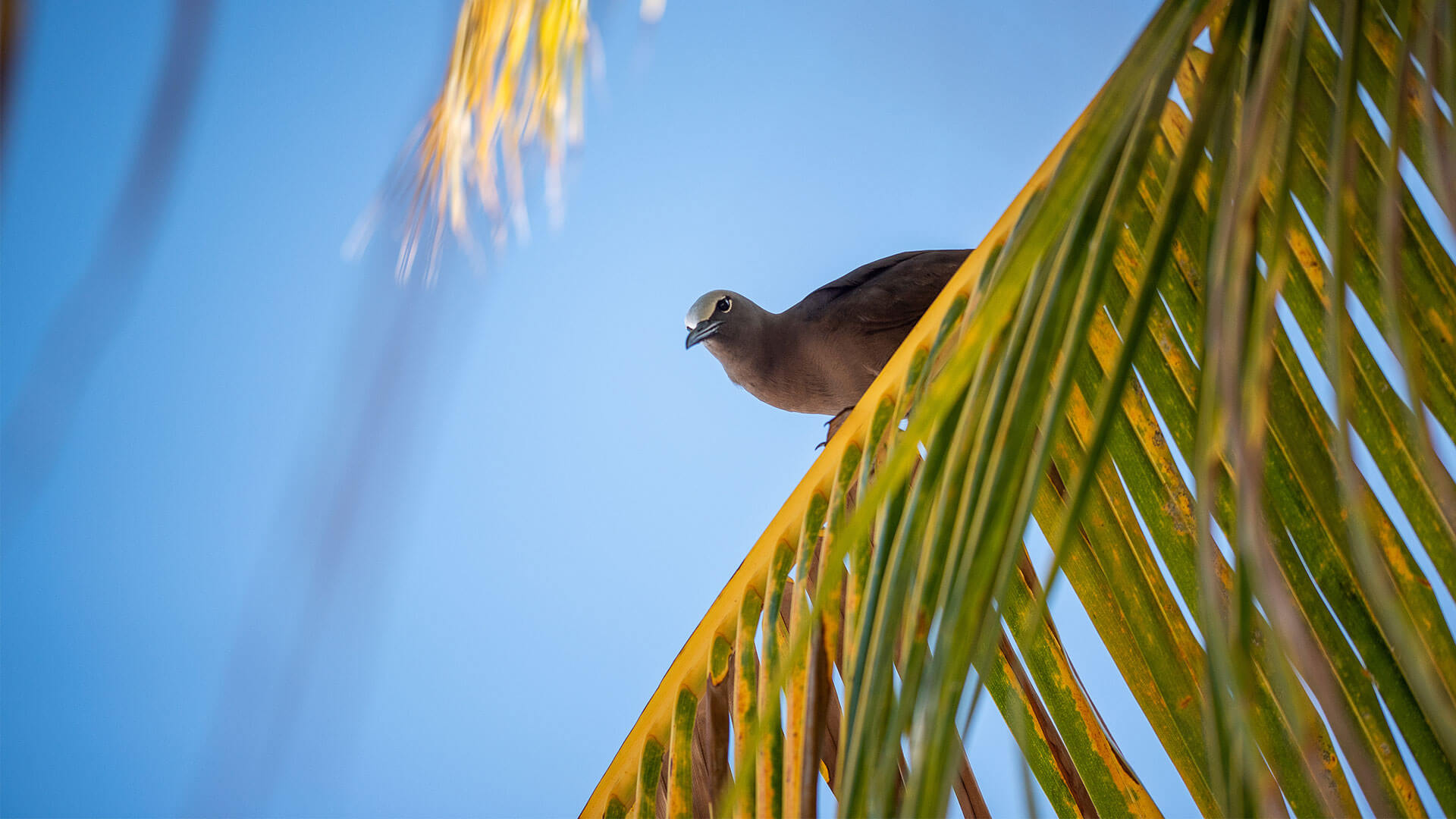 Rencontrez les maçons | Industrie touristique des Seychelles