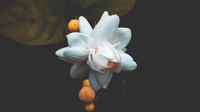 Le jasmin peut être la note la plus difficile de l'été : ces parfums prouvent qu'il peut aussi être la plus belle