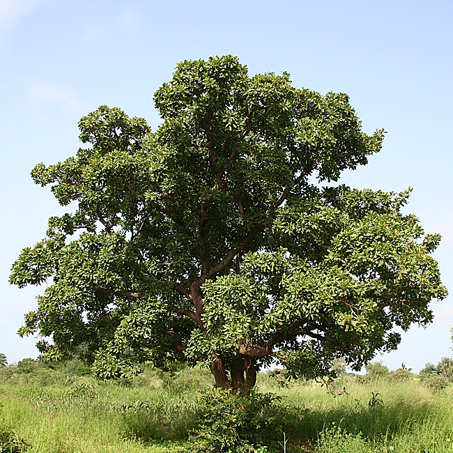 L'arbre à partir duquel le beurre de karité est obtenu.