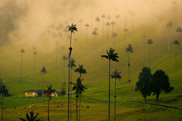Coffee Axis : l’un des voyages les plus fascinants de Colombie